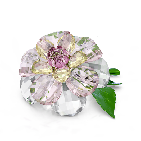 Florere Camellia 5721538