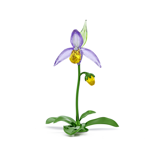 Florere Lady Slipper Orchid 5721548