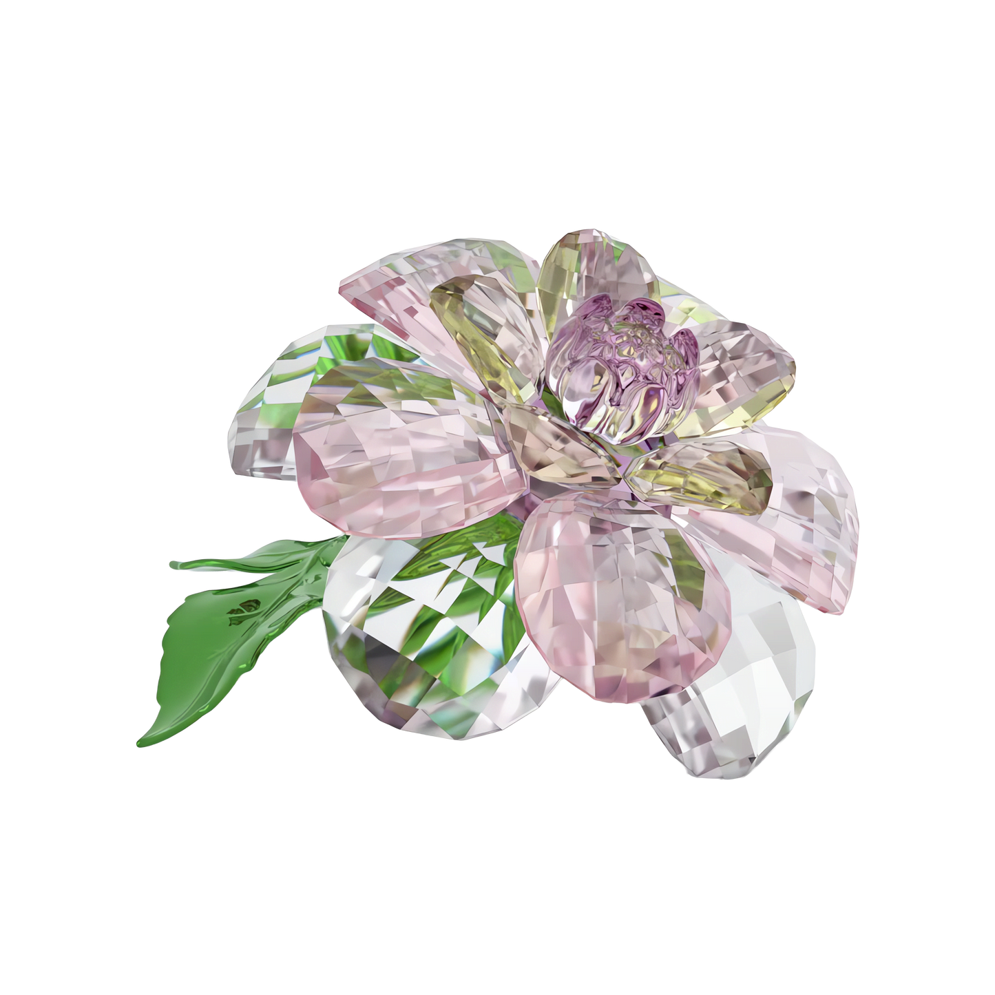 Florere Camellia 5721538